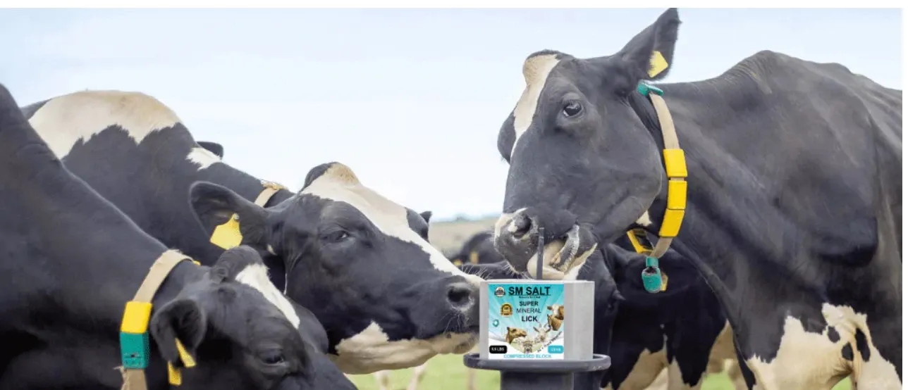 Cow Salt Block